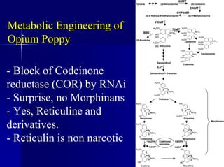 Metabolic Engineering of
Metabolic Engineering of
Opium Poppy
Opium Poppy
- Block of Codeinone
reductase (COR) by RNAi
- Surprise, no Morphinans
- Yes, Reticuline and
derivatives.
- Reticulin is non narcotic
 