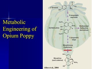 Metabolic
Metabolic
Engineering of
Engineering of
Opium Poppy
Opium Poppy
Allen et al., 2004
 