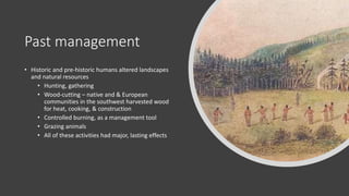 Past management
• Historic and pre-historic humans altered landscapes
and natural resources
• Hunting, gathering
• Wood-cutting – native and & European
communities in the southwest harvested wood
for heat, cooking, & construction
• Controlled burning, as a management tool
• Grazing animals
• All of these activities had major, lasting effects
 