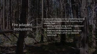 Fire adapted
ecosystems
• Southwestern forests are fire-adapted ecosystems
– they typically experience high-frequency, low-
intensity fires
• Grazing practices along with fire suppression
severely altered these forests
• Now they are densely stocked – fires burn
hotter and longer, which can devastate
watersheds
 