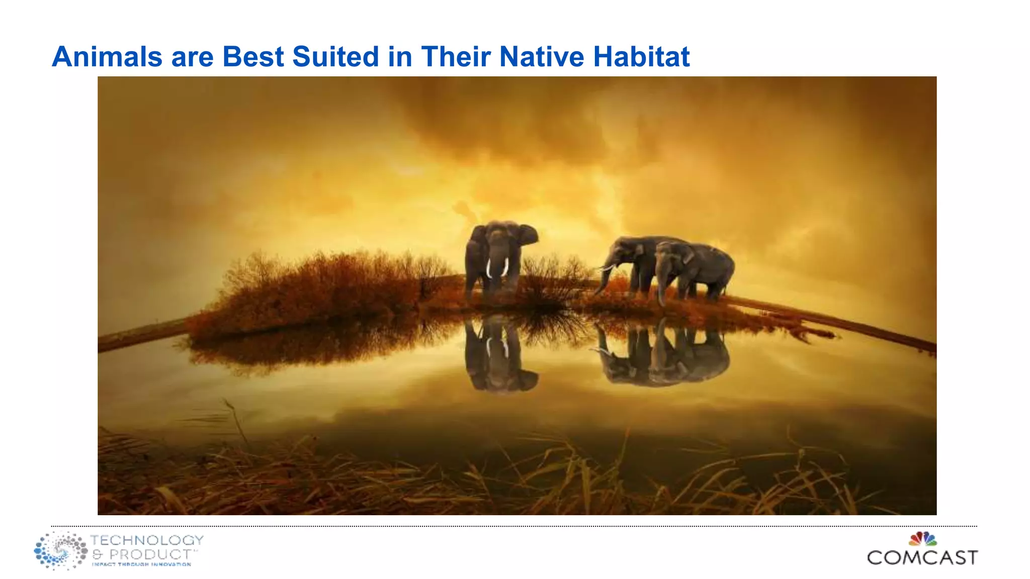 Animals are Best Suited in Their Native Habitat
 