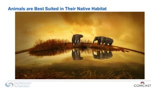 Animals are Best Suited in Their Native Habitat
 