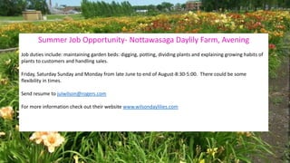Summer Job Opportunity- Nottawasaga Daylily Farm, Avening
Job duties include: maintaining garden beds: digging, potting, dividing plants and explaining growing habits of
plants to customers and handling sales.
Friday, Saturday Sunday and Monday from late June to end of August-8:30-5:00. There could be some
flexibility in times.
Send resume to julwilson@rogers.com
For more information check out their website www.wilsondaylilies.com
 