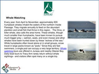 Whale Watching
Every year, from April to November, approximately 600
humpback whales inhabit the waters of the northern Inside
Passage. They migrate annually to feed on the abundant
plankton and small fish that thrive in this region. The Orca, or
killer whale, also calls the area home. These whales, though
much smaller than humpbacks, have been known to pursue
much bigger prey -- salmon, seals, and even moose and other
whales have been hunted down by these “wolves of the sea.”
While humpbacks often travel alone or in small groups, orcas
travel in large packs known as "pods." Since they are fast
swimmers, a single pod can occupy a very large territory. Whale
watching tours are offered in Juneau and nearby Glacier Bay.
Daily boat tours to Tracy Arm rarely return without whale
sightings - and visitors often spot many on a single trip.

 