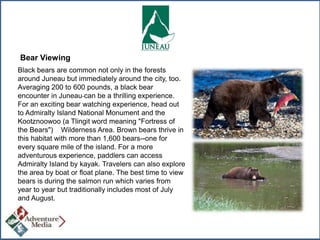 Bear Viewing
Black bears are common not only in the forests
around Juneau but immediately around the city, too.
Averaging 200 to 600 pounds, a black bear
encounter in Juneau can be a thrilling experience.
For an exciting bear watching experience, head out
to Admiralty Island National Monument and the
Kootznoowoo (a Tlingit word meaning "Fortress of
the Bears") Wilderness Area. Brown bears thrive in
this habitat with more than 1,600 bears--one for
every square mile of the island. For a more
adventurous experience, paddlers can access
Admiralty Island by kayak. Travelers can also explore
the area by boat or float plane. The best time to view
bears is during the salmon run which varies from
year to year but traditionally includes most of July
and August.

 