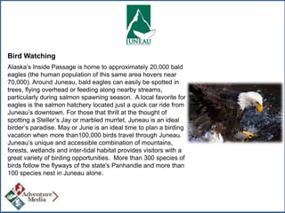 Bird Watching
Alaska’s Inside Passage is home to approximately 20,000 bald
eagles (the human population of this same area hovers near
70,000). Around Juneau, bald eagles can easily be spotted in
trees, flying overhead or feeding along nearby streams,
particularly during salmon spawning season. A local favorite for
eagles is the salmon hatchery located just a quick car ride from
Juneau’s downtown. For those that thrill at the thought of
spotting a Steller’s Jay or marbled murrlet, Juneau is an ideal
birder’s paradise. May or June is an ideal time to plan a birding
vacation when more than100,000 birds travel through Juneau.
Juneau’s unique and accessible combination of mountains,
forests, wetlands and inter-tidal habitat provides visitors with a
great variety of birding opportunities. More than 300 species of
birds follow the flyways of the state's Panhandle and more than
100 species nest in Juneau alone.

 