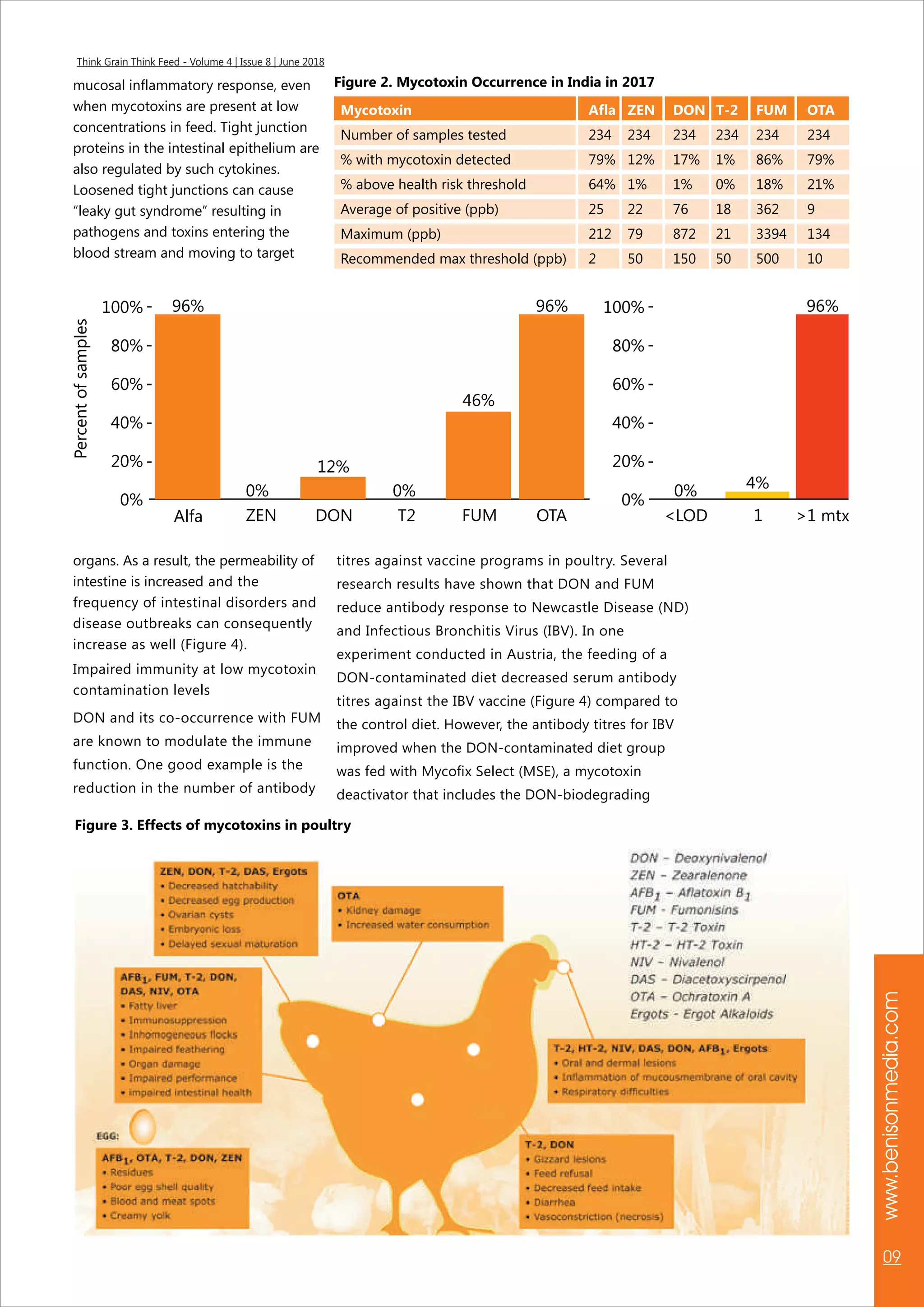 www.benisonmedia.com
09
Think Grain Think Feed - Volume 4 | Issue 8 | June 2018
titres against vaccine programs in poultry. Several
research results have shown that DON and FUM
reduce antibody response to Newcastle Disease (ND)
and Infectious Bronchitis Virus (IBV). In one
experiment conducted in Austria, the feeding of a
DON-contaminated diet decreased serum antibody
titres against the IBV vaccine (Figure 4) compared to
the control diet. However, the antibody titres for IBV
improved when the DON-contaminated diet group
was fed with Mycofix Select (MSE), a mycotoxin
deactivator that includes the DON-biodegrading
mucosal inflammatory response, even
when mycotoxins are present at low
concentrations in feed. Tight junction
proteins in the intestinal epithelium are
also regulated by such cytokines.
Loosened tight junctions can cause
“leaky gut syndrome” resulting in
pathogens and toxins entering the
blood stream and moving to target
Figure 2. Mycotoxin Occurrence in India in 2017
Mycotoxin Afla ZEN DON T-2 FUM OTA
Number of samples tested 234 234 234 234 234 234
% with mycotoxin detected 79% 12% 17% 1% 86% 79%
% above health risk threshold 64% 1% 1% 0% 18% 21%
Average of positive (ppb) 25 22 76 18 362 9
Maximum (ppb) 212 79 872 21 3394 134
Recommended max threshold (ppb) 2 50 150 50 500 10
100%
80%
60%
40%
20%
0%
96%
12%
46%
96% 96%
4%0%
100%
80%
60%
40%
20%
0%
0% 0%
Alfa ZEN DON T2 FUM OTA <LOD 1 >1 mtx
Percentofsamples
Figure 3. Effects of mycotoxins in poultry
organs. As a result, the permeability of
intestine is increased and the
frequency of intestinal disorders and
disease outbreaks can consequently
increase as well (Figure 4).
Impaired immunity at low mycotoxin
contamination levels
DON and its co-occurrence with FUM
are known to modulate the immune
function. One good example is the
reduction in the number of antibody
 