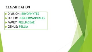 CLASSIFICATION
 DIVISION: BRYOPHYTES
 ORDER: JUNGERMANNIALES
 FAMILY: PELLIACEAE
 GENUS: PELLIA
 
