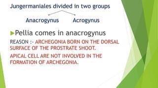 Jungermaniales divided in two groups
Anacrogynus Acrogynus
Pellia comes in anacrogynus
REASON :- ARCHEGONIA BORN ON THE DORSAL
SURFACE OF THE PROSTRATE SHOOT.
APICAL CELL ARE NOT INVOLVED IN THE
FORMATION OF ARCHEGONIA.
 