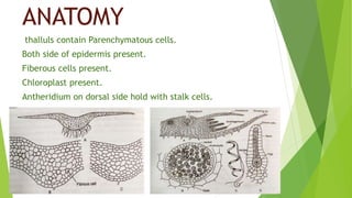 ANATOMY
thalluls contain Parenchymatous cells.
Both side of epidermis present.
Fiberous cells present.
Chloroplast present.
Antheridium on dorsal side hold with stalk cells.
 