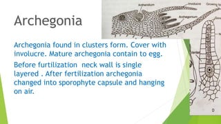 Archegonia
Archegonia found in clusters form. Cover with
involucre. Mature archegonia contain to egg.
Before furtilization neck wall is single
layered . After fertilization archegonia
changed into sporophyte capsule and hanging
on air.
 
