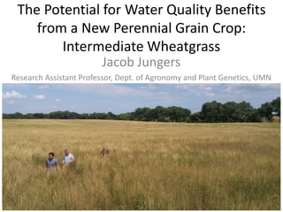 The Potential for Water Quality Benefits
from a New Perennial Grain Crop:
Intermediate Wheatgrass
Jacob Jungers
Research Assistant Professor, Dept. of Agronomy and Plant Genetics, UMN
 