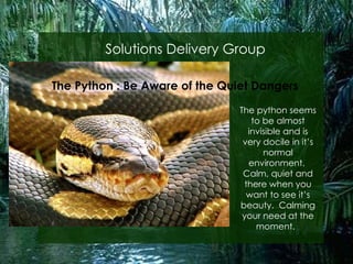 Solutions Delivery Group The Python : Be Aware of the Quiet Dangers The python seems to be almost invisible and is very docile in it’s normal environment.  Calm, quiet and there when you want to see it’s beauty.  Calming your need at the moment.  