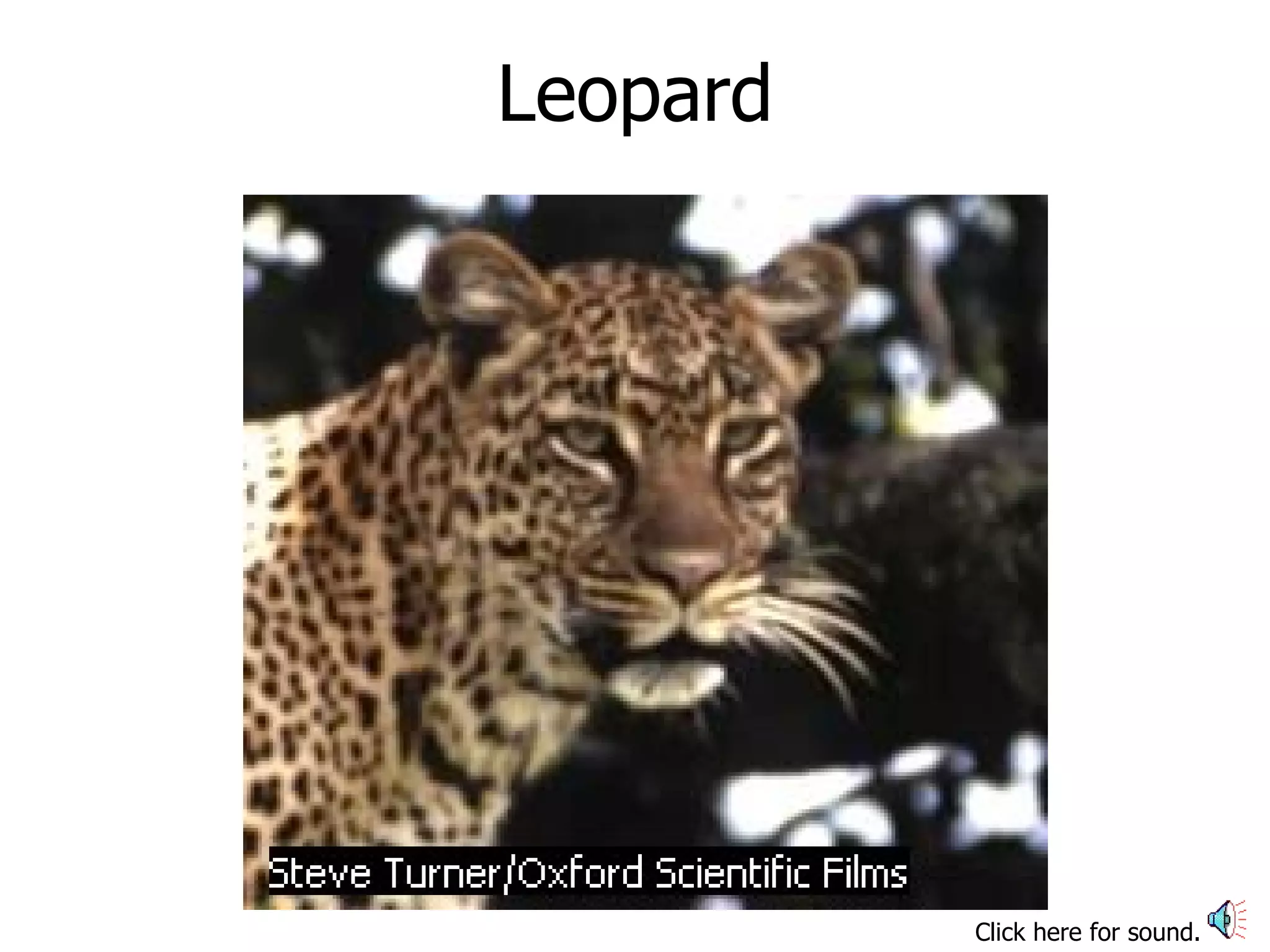 Leopard Click here for sound.