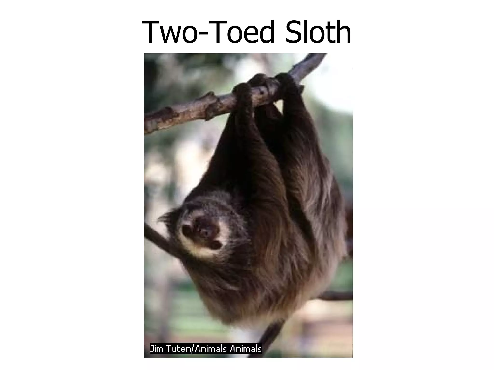 Two-Toed Sloth