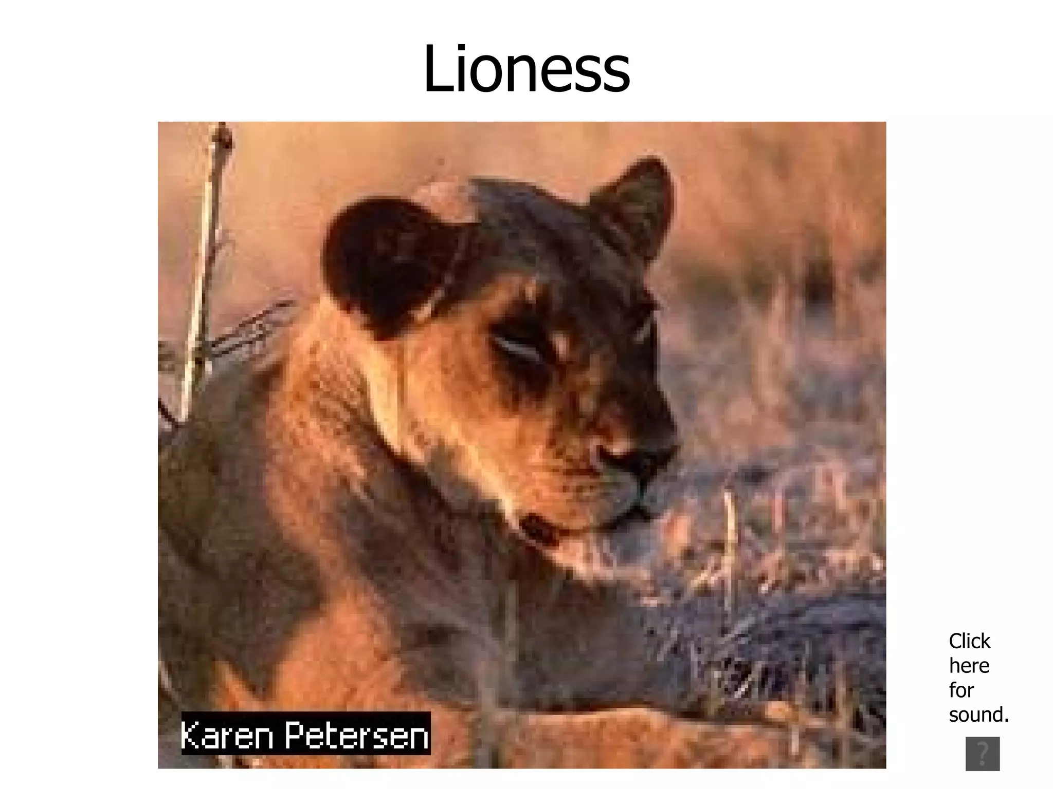 Lioness Click here for sound.
