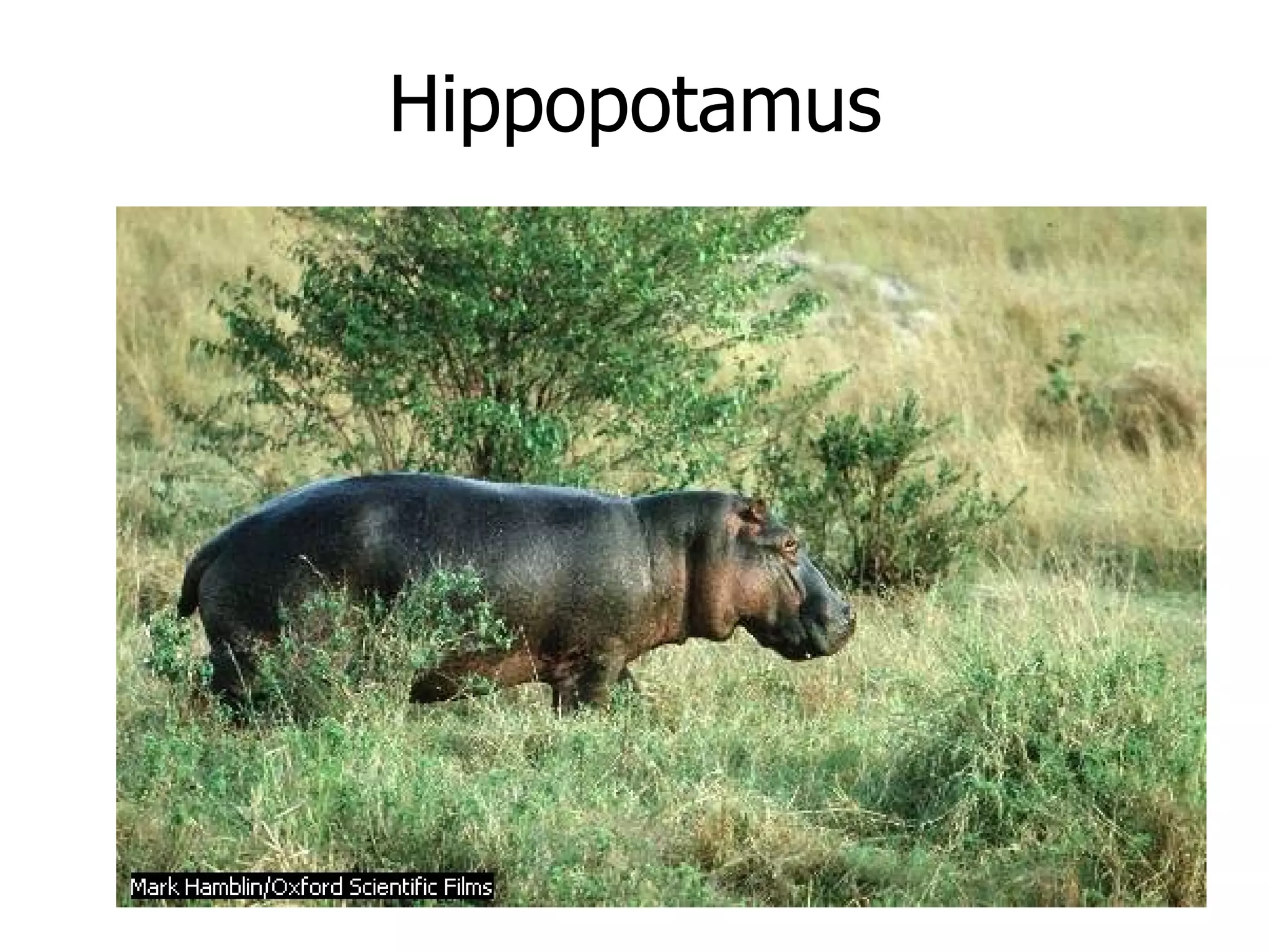Hippopotamus