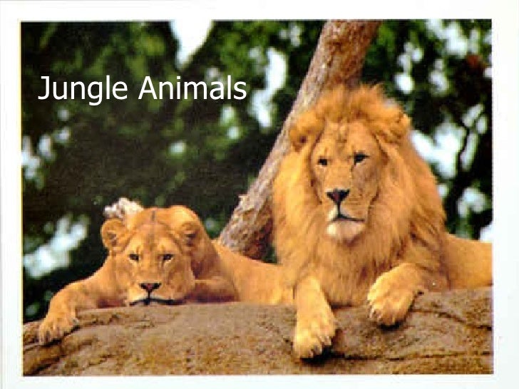 Jungle Animals