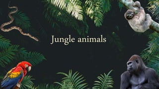 Jungle animals
 