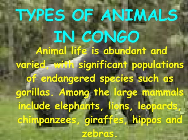 Jungle Ecosystem PPT