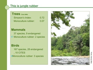 This is jungle rubber Trees  (Tata 2006) Simpson’s Index:  0.72 Monoculture rubber:   0.07 Mammals 37 species, 9 endangered Monoculture rubber: 2 species Birds 167 species, 28 endangered , 10 CITES Monoculture rubber: 3 species Photo: Wendy Miles 