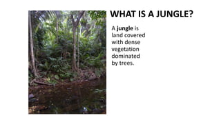 WHAT IS A JUNGLE?
A jungle is
land covered
with dense
vegetation
dominated
by trees.
 