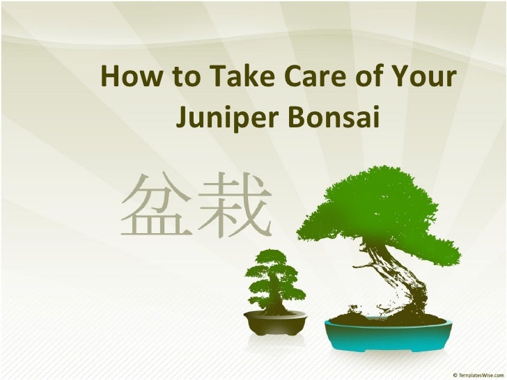 How To Take Care Of Your Juniper Bonsai