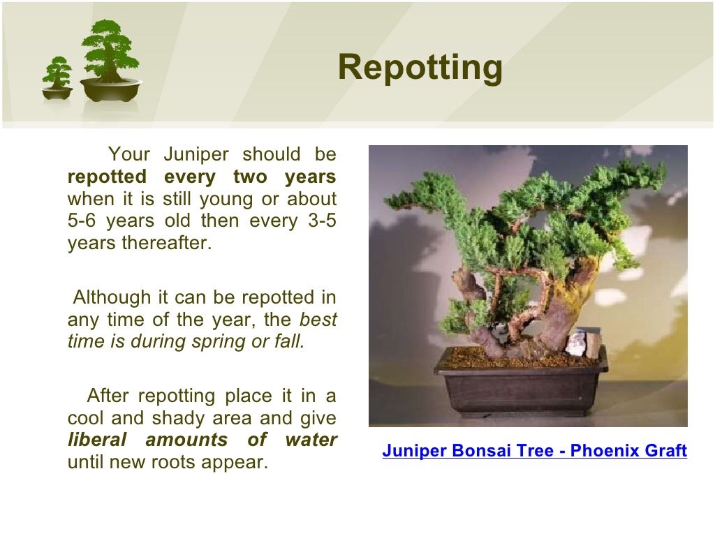 How do you take care of bonsai plants Idea