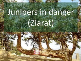 Junipers in danger
(Ziarat)
 