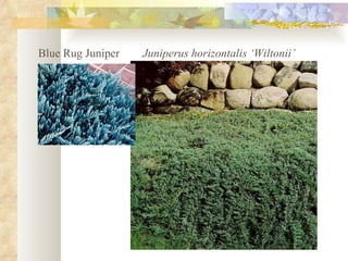 Blue Rug Juniper Juniperus horizontalis ‘Wiltonii’ 