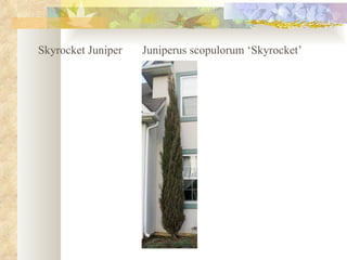 Skyrocket Juniper Juniperus scopulorum ‘Skyrocket’ 