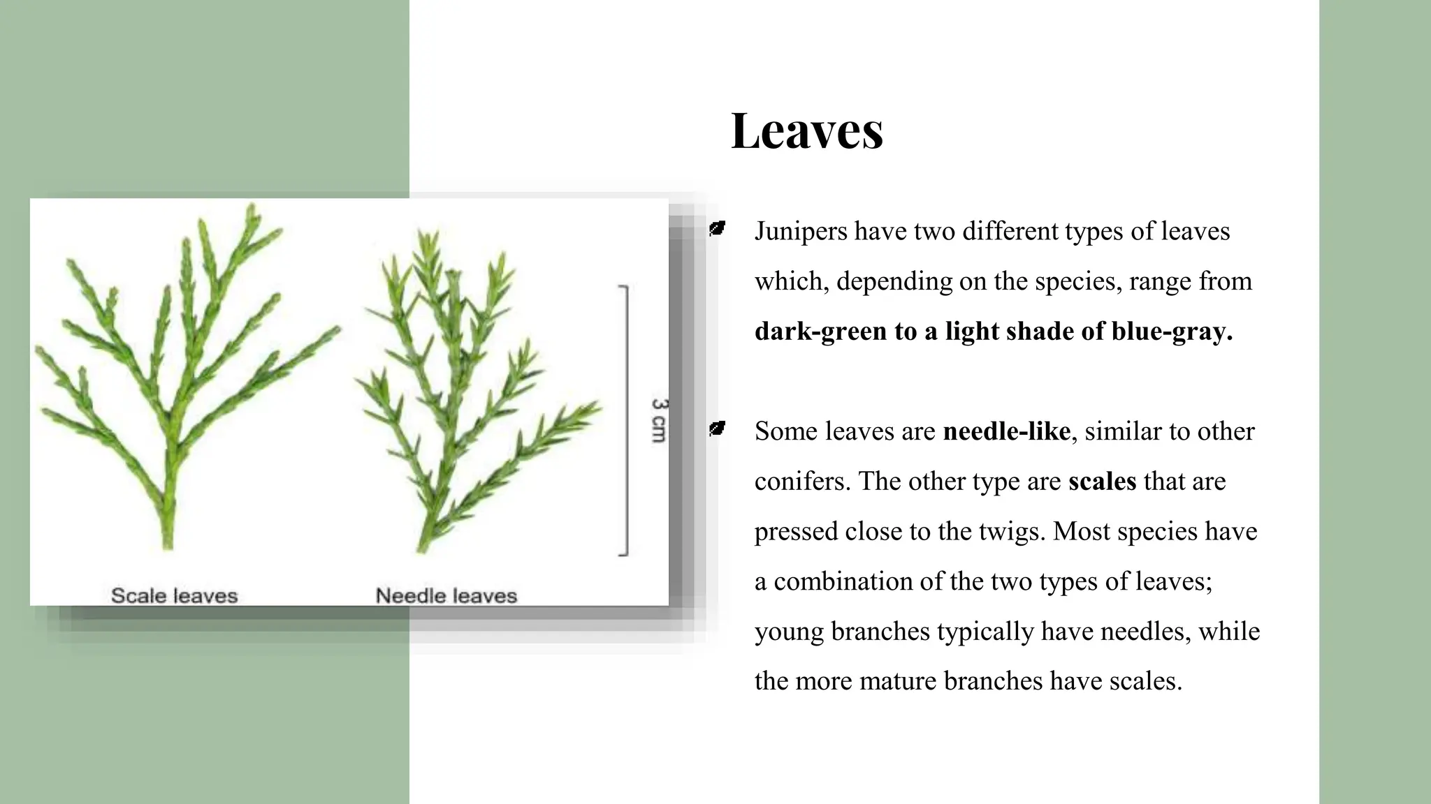 JUNIPERUS SPECIES PRESENTATION | PPTX | Gardening | Home & Garden