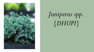 Juniperus spp.
{DHUPI}
 