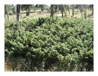 Juniperus communis   web show