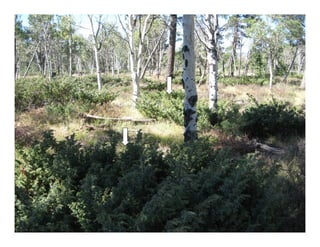 Juniperus communis   web show