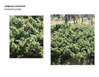 Juniperus communis
Common juniper

 