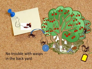 No trouble with wasps
in the back yard
7
 