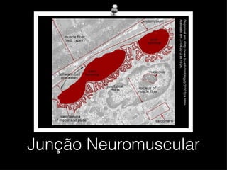 Junção Neuromuscular

Disponível em: <http://www.bu.edu/histology/p/21501|ca.htm>
Acessado em 27/04/2012 às 15:26.
 