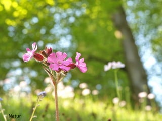 Natur 