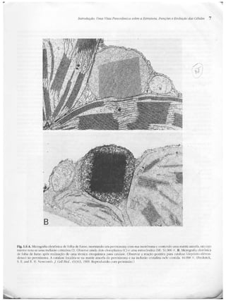 Junqueira &amp; carneiro   biologia celular e molecular
