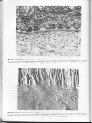 Junqueira &amp; carneiro   biologia celular e molecular