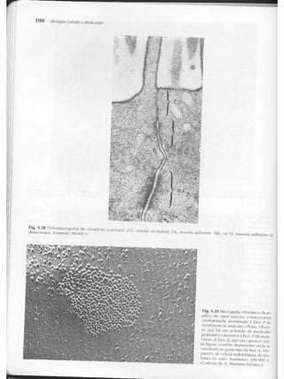 Junqueira &amp; carneiro   biologia celular e molecular