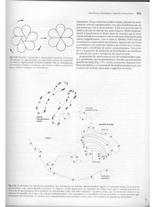 Junqueira &amp; carneiro   biologia celular e molecular