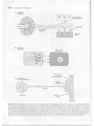 Junqueira &amp; carneiro   biologia celular e molecular