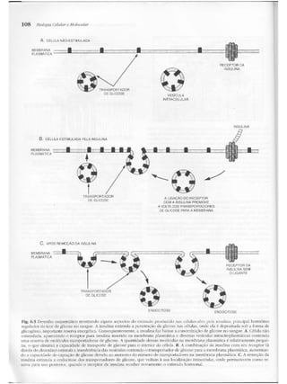 Junqueira &amp; carneiro   biologia celular e molecular