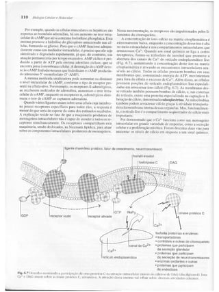 Junqueira &amp; carneiro   biologia celular e molecular