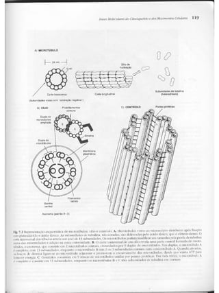Junqueira &amp; carneiro   biologia celular e molecular