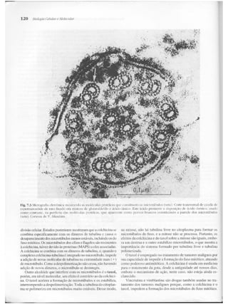 Junqueira &amp; carneiro   biologia celular e molecular
