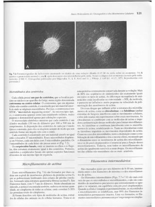 Junqueira &amp; carneiro   biologia celular e molecular