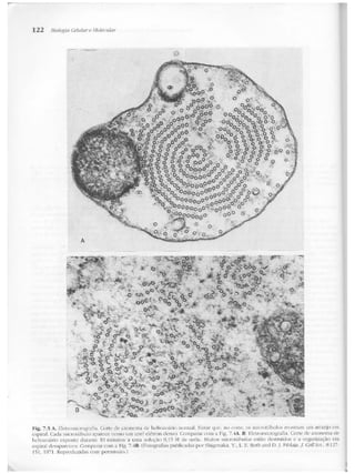 Junqueira &amp; carneiro   biologia celular e molecular